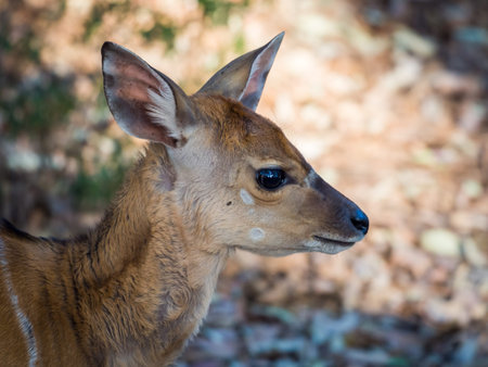Closeup portrait of young Nyala antelope in Mlilwane Wildlife Sanctuary, Swaziland, Southern Africa.の写真素材
