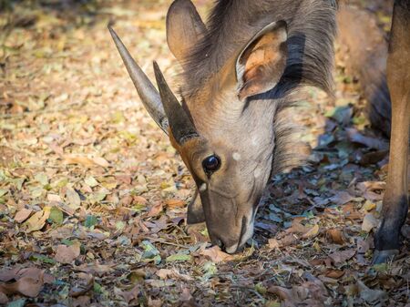 Closeup portrait of male Nyala antelope in Mlilwane Wildlife Sanctuary, Swaziland, Southern Africa.の写真素材