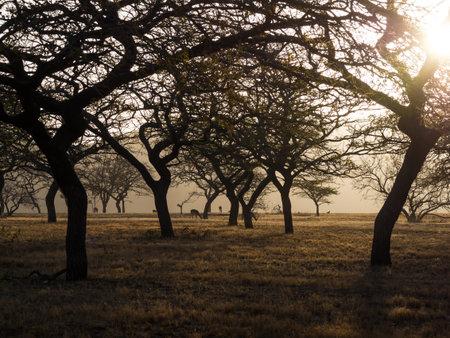 View of impala antelopes grazing between silhouettes of trees during sunset, Mlilwane Wildlife Sanctuary, Swaziland, Africa.の写真素材