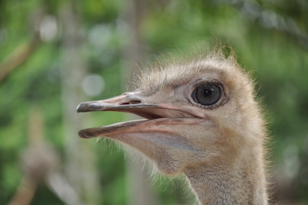 Ostrich head closeup の写真素材