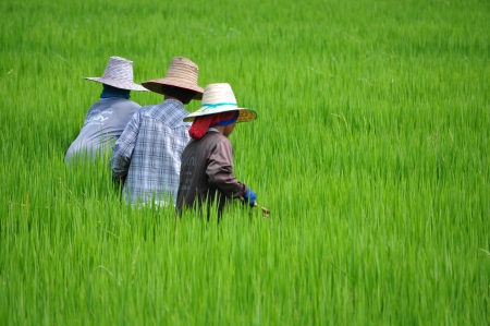 Green Terraced Rice Field in Thailandの写真素材