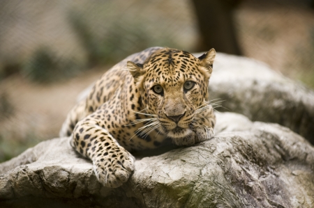 Leopardの写真素材