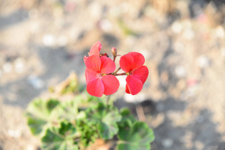 wild flowersの写真素材