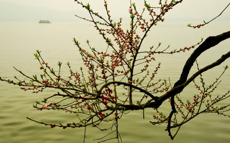 spring flower bloomingの写真素材