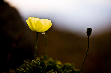 floret