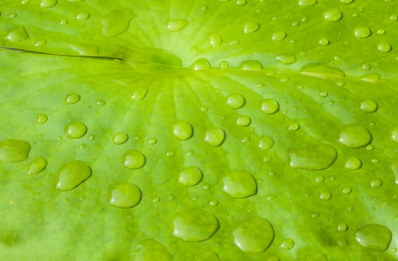 Rainy drop on the green water lily padの写真素材