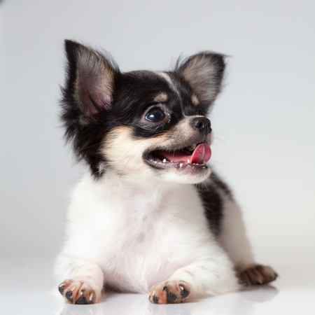 Close up of the nice Chihuahua puppyの写真素材