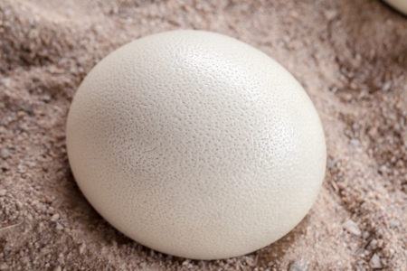 Ostrich egg was laid on the sandの写真素材