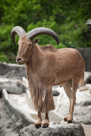 Babary sheep is standing on the rock mountainの写真素材