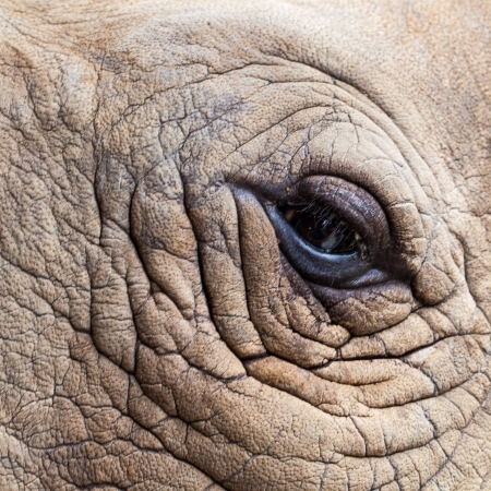 Close up of Rhino headの写真素材