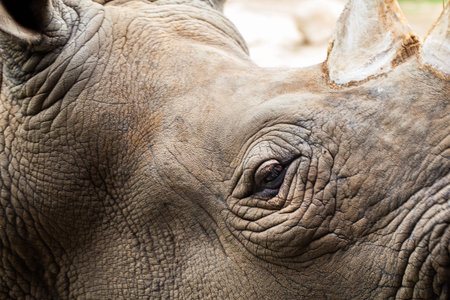 Close up of Rhino head