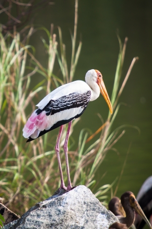 Painted Stork standing on big stone near the lakeの写真素材