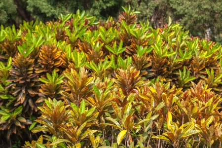 Colorful leaves in the parkの写真素材