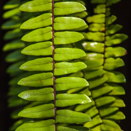 Close up of green leaves against black backgroundの写真素材