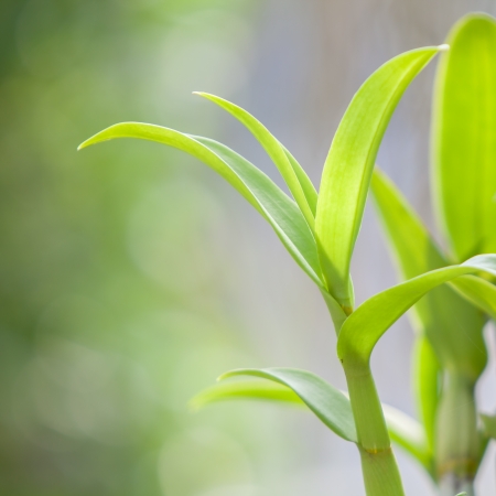 Close up of green leaves with out focus backgroundの写真素材