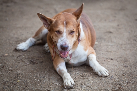 Fat dog on the sand groundの写真素材