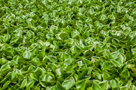 Group of Water hyacinth cover on river surfaceの写真素材