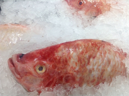 Freshwater fish display in iceの素材