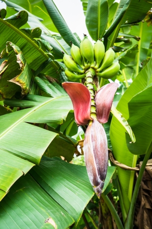 Banana flower hanging in green leavesの写真素材