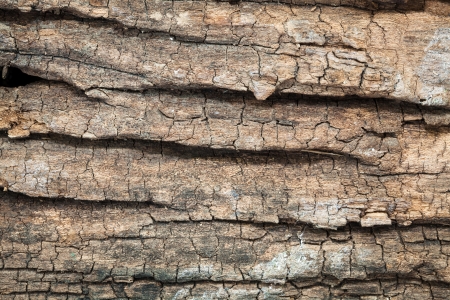Texture of aged woodの写真素材
