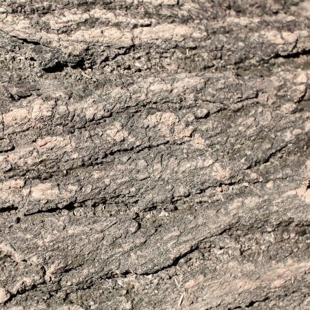 Texture of grunge  woodの写真素材