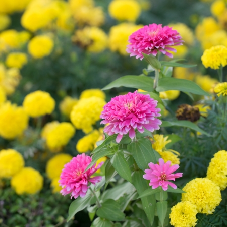 Pink Zinnia flower with yellow flower as the backbround in the gardenの写真素材