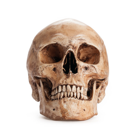 Skull model on isolated white backgroundの写真素材