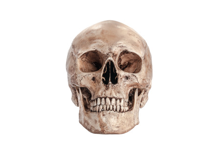 Skull model on isolated white backgroundの写真素材