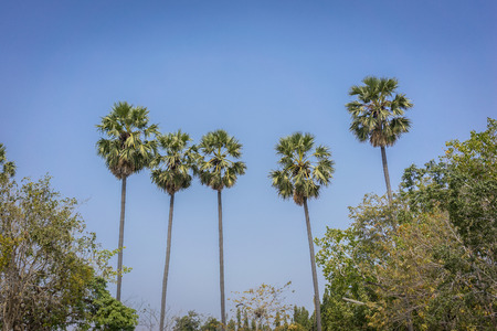 Nice palm trees in the blue sunny skyの写真素材