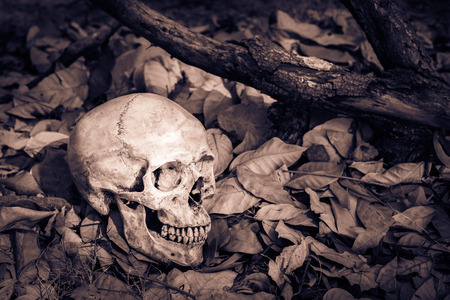 Still life, skull on dry leaves and log in the parkの写真素材