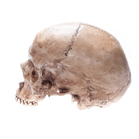 Skull model without jaw bone on isolated white backgroundの写真素材