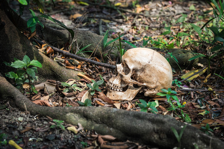 Still life,  human skull on military sack on the rockの写真素材