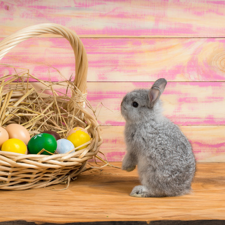 Funny little rabbit among Easter eggs in velour grassの写真素材