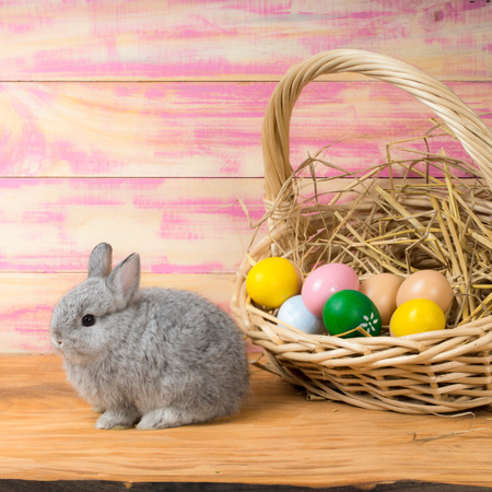 Funny little rabbit among Easter eggs in velour grassの写真素材