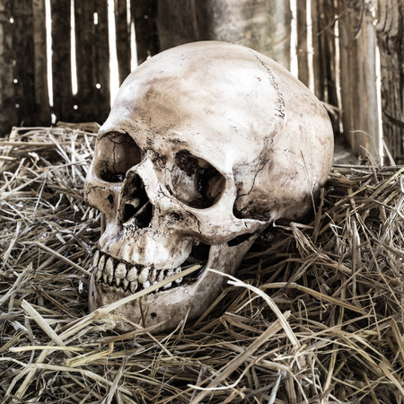 Still life,  human skull on straw in farmer barnの写真素材