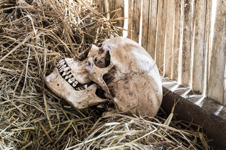 Still life,  human skull on straw in farmer barnの写真素材