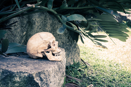 Still life,  human skull on the rockの写真素材
