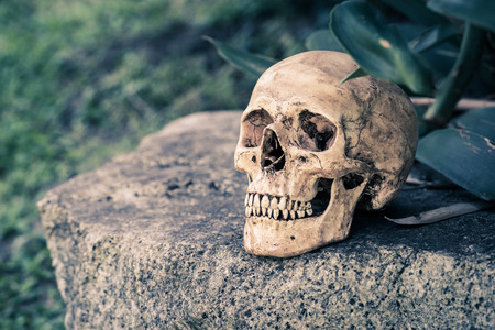 Still life,  human skull on the rockの写真素材