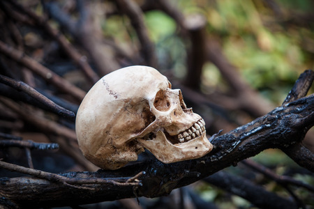 Still life, skull on dry leaves and log in the parkの写真素材