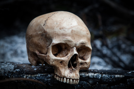 Still life with human skull on ashes in the forestの写真素材