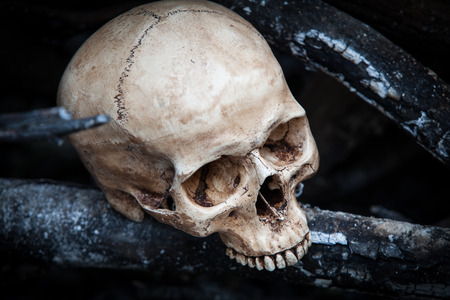 Still life with human skull on ashes in the forestの写真素材