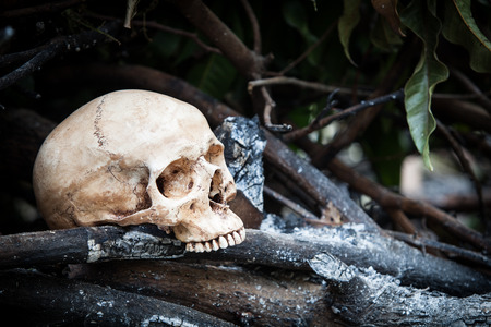 Still life with human skull on ashes in the forestの写真素材