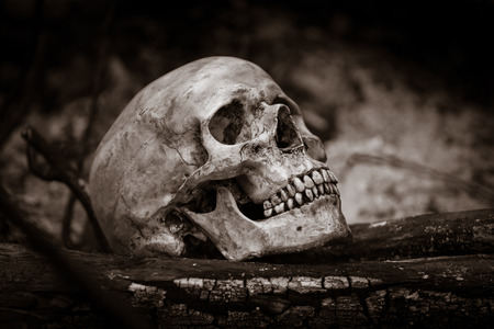 Still life with human skull on ashes in the forestの写真素材