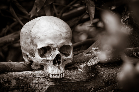 Still life with human skull on ashes in the forestの写真素材
