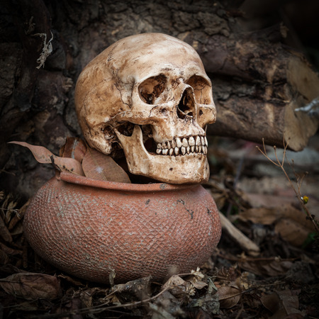 Still life with skull on dry leaves and clay pot in the parkの写真素材
