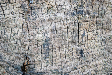 Tree bark texture use for backgroundの写真素材
