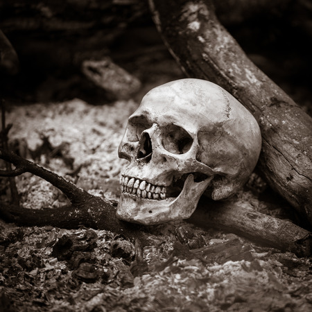 Still life with human skull on ashes in the forestの写真素材