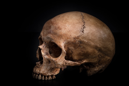 Sideview of human skull on isolated black backgroundの写真素材