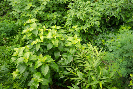 Tropical rain forest, green backgroundの写真素材