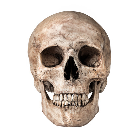 Human skull on isolated white background Human skull on isolated white background